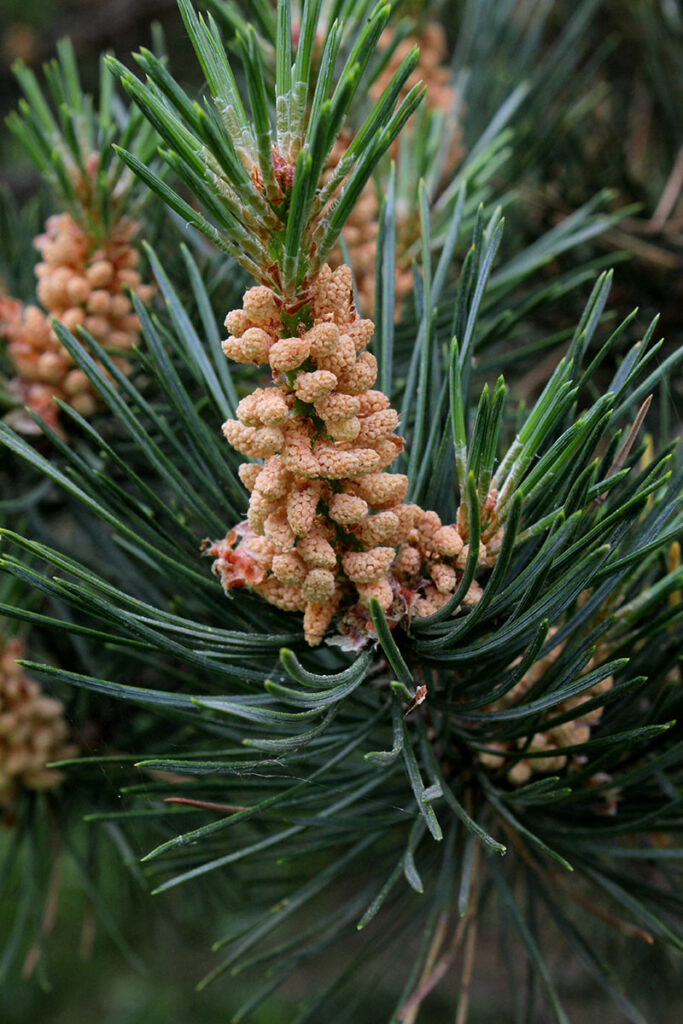 1. Pinus sosnowskyi copy
