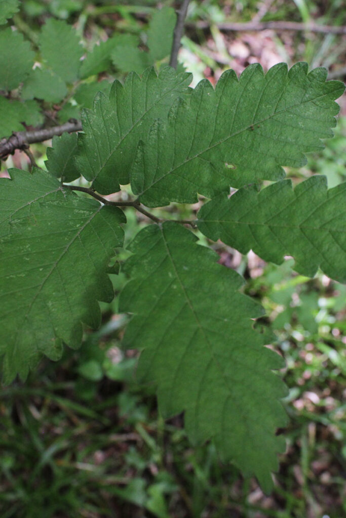 10. Zelkova carpinifolia copy