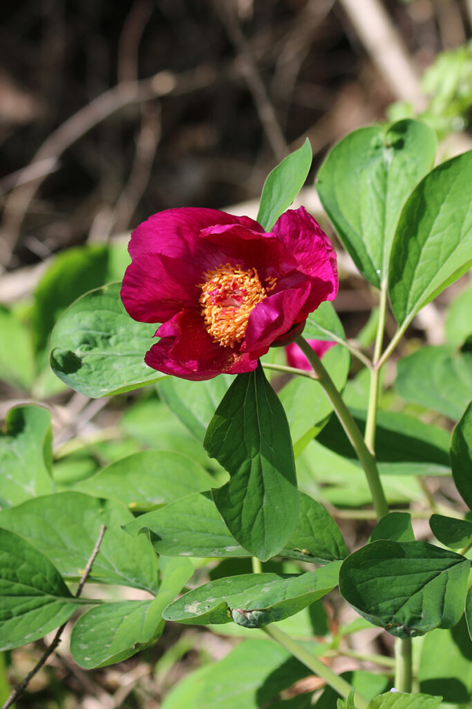 11. Paeonia daurica subsp. coriifolia copy