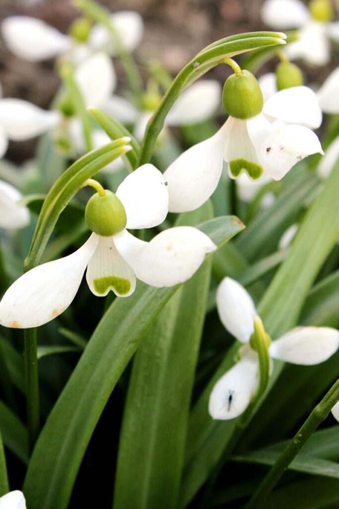 12. Galanthus lagodechianus copy