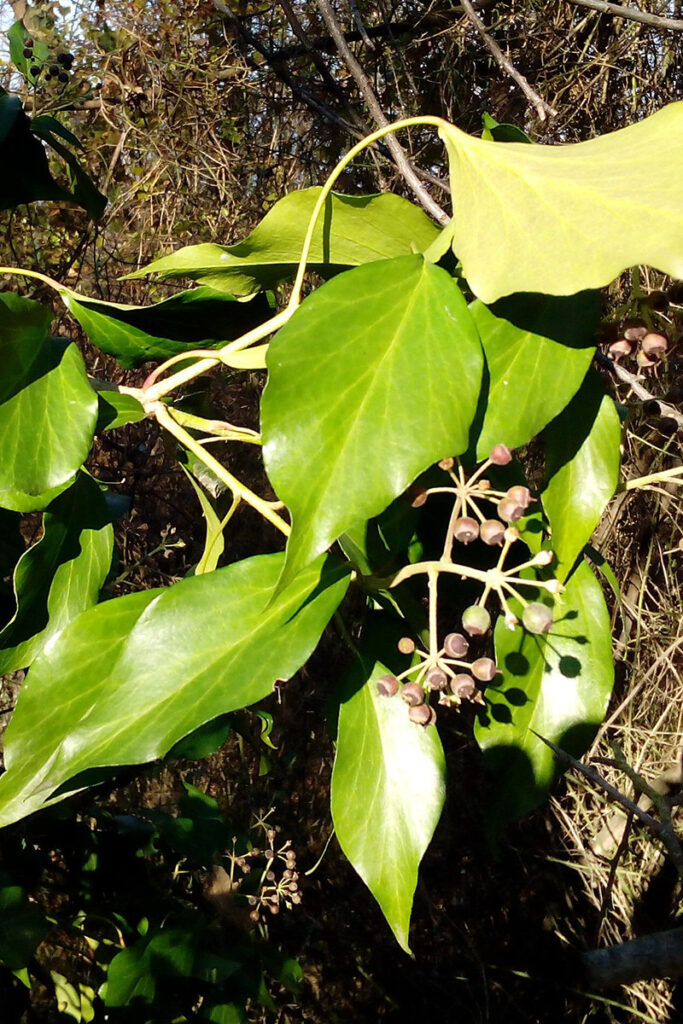 13. Hedera pastuchovii copy
