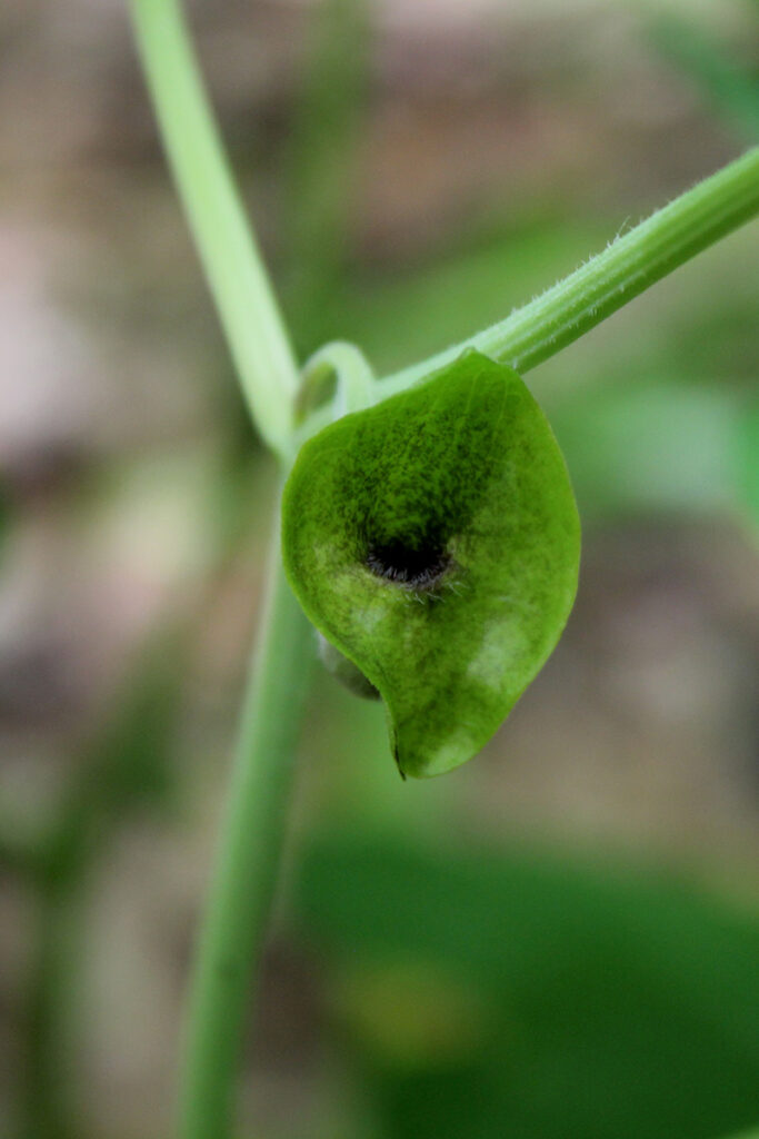 14. Aristolochia iberica copy