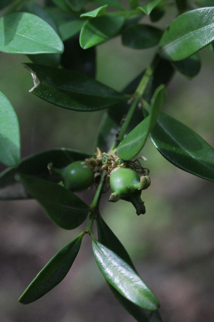 15. Buxus colchica copy