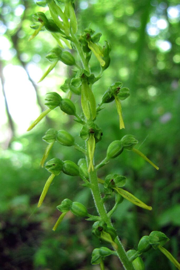 16. Neottia ovata copy