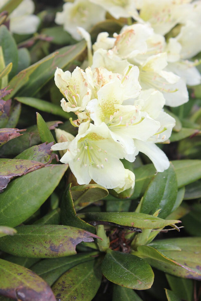 17. Rhododendron caucasicum copy