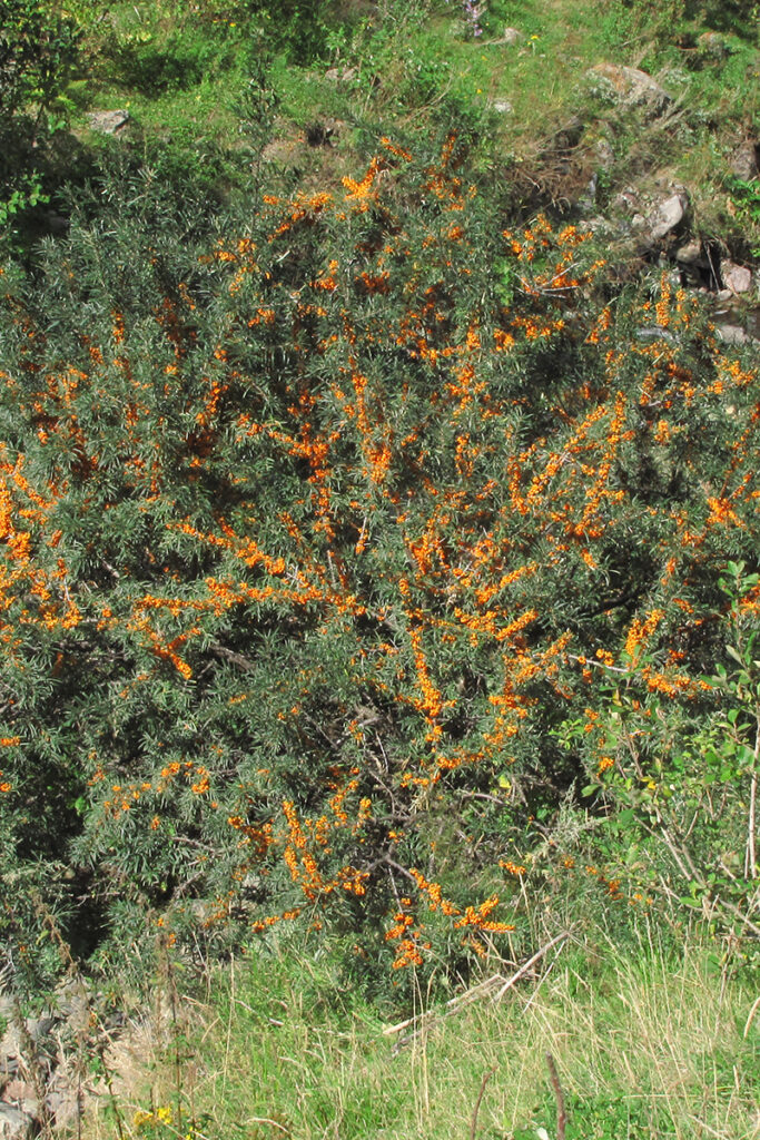 18. Hippopae rhamnoides copy