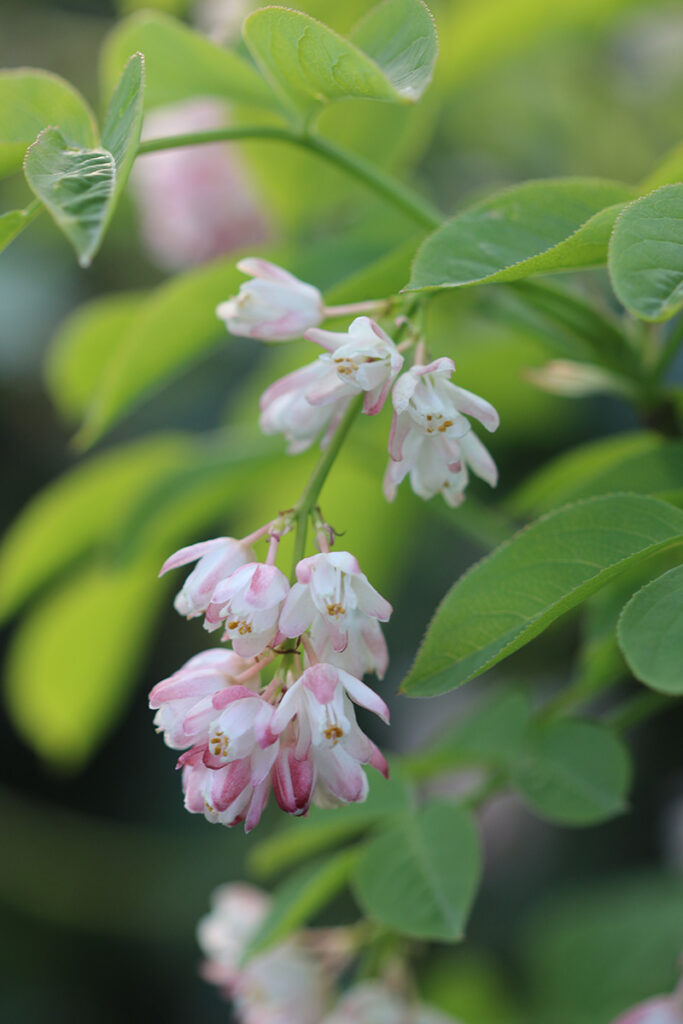 19. Staphylea pinnata copy