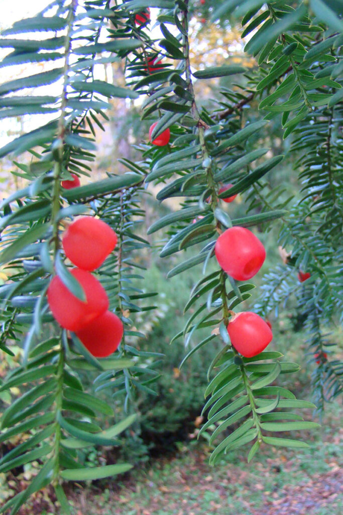 2. Taxus baccata copy2