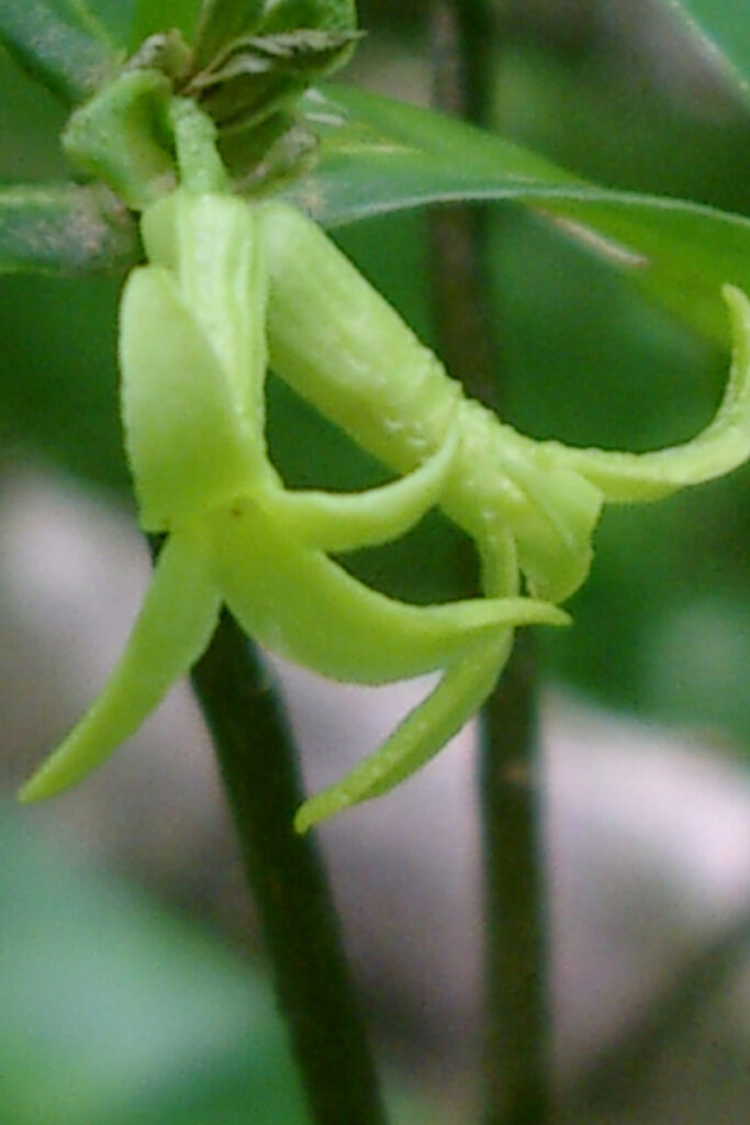 20. Daphne pontica copy