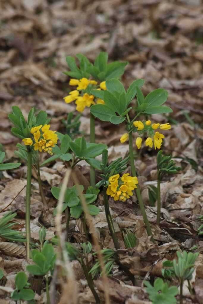 3. Gymnospermium smirnowii copy