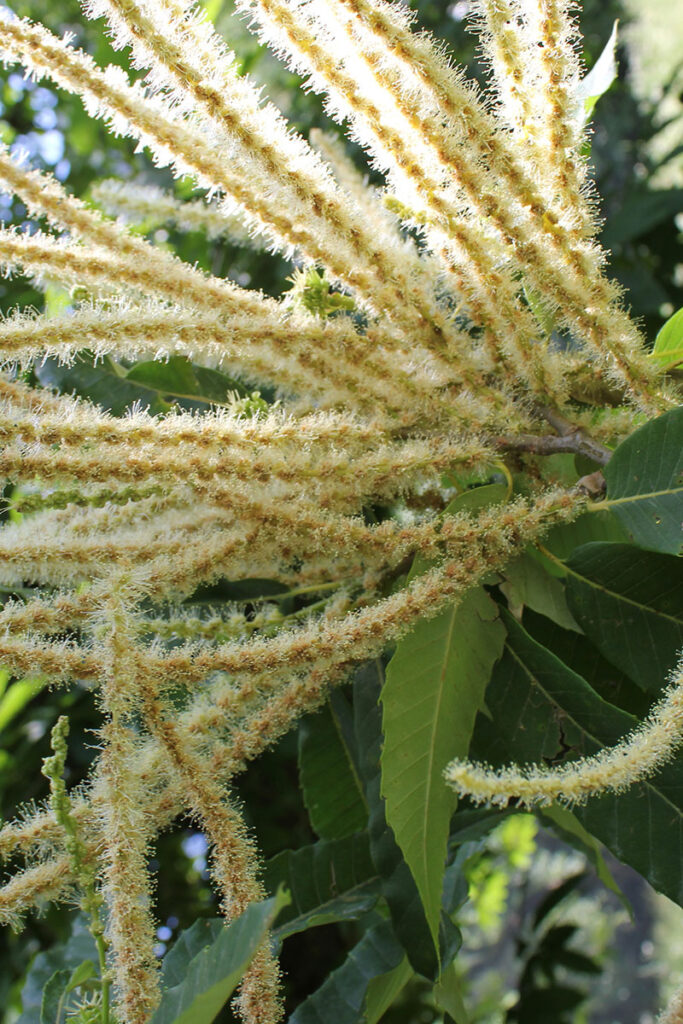 4. Castanea sativa copy2