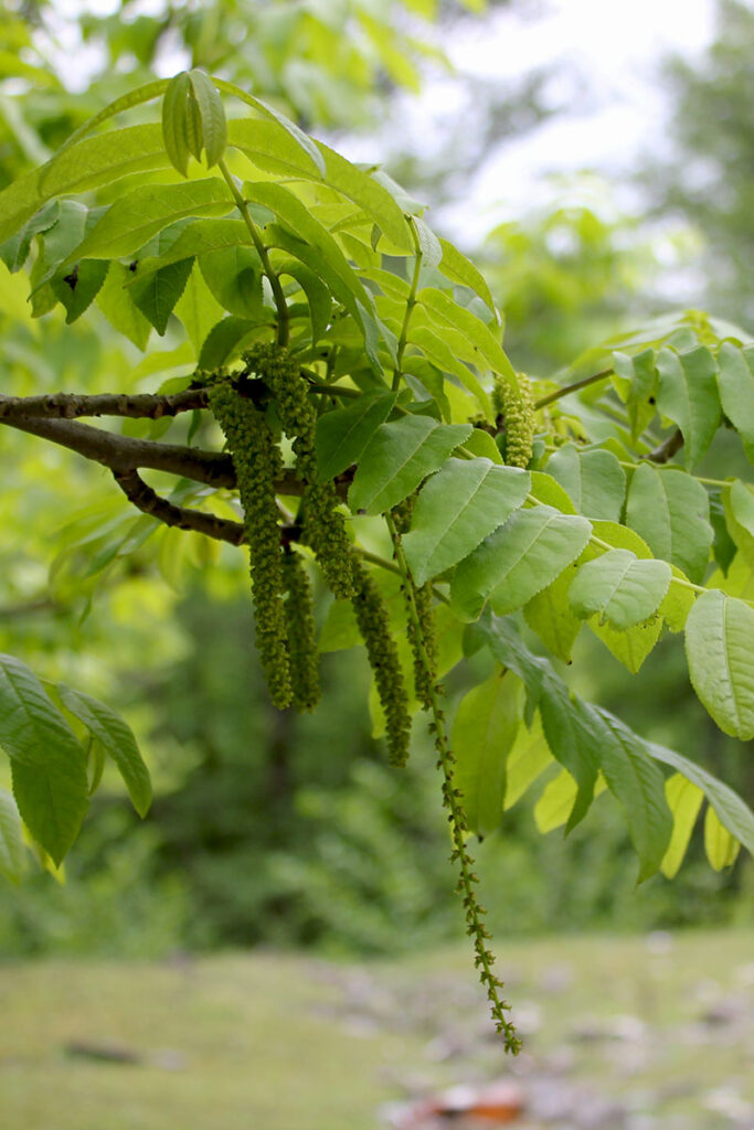 5. Pterocarya pterocarpa copy
