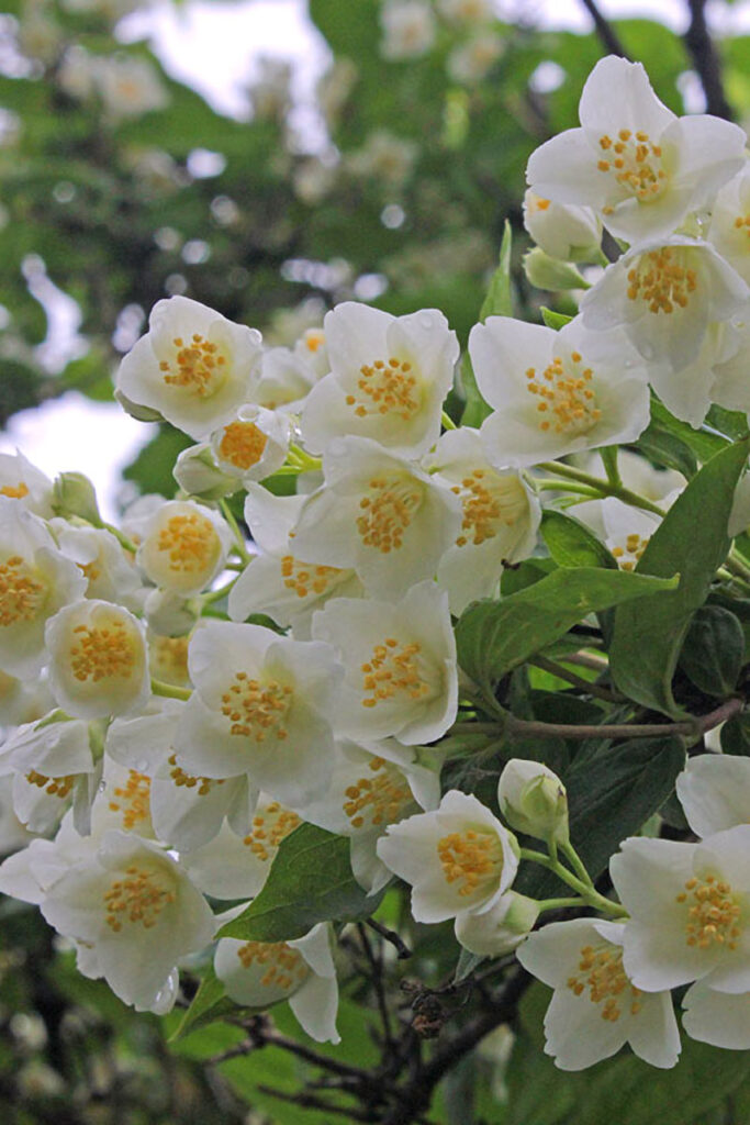 6. Philadelphus coronarius copy