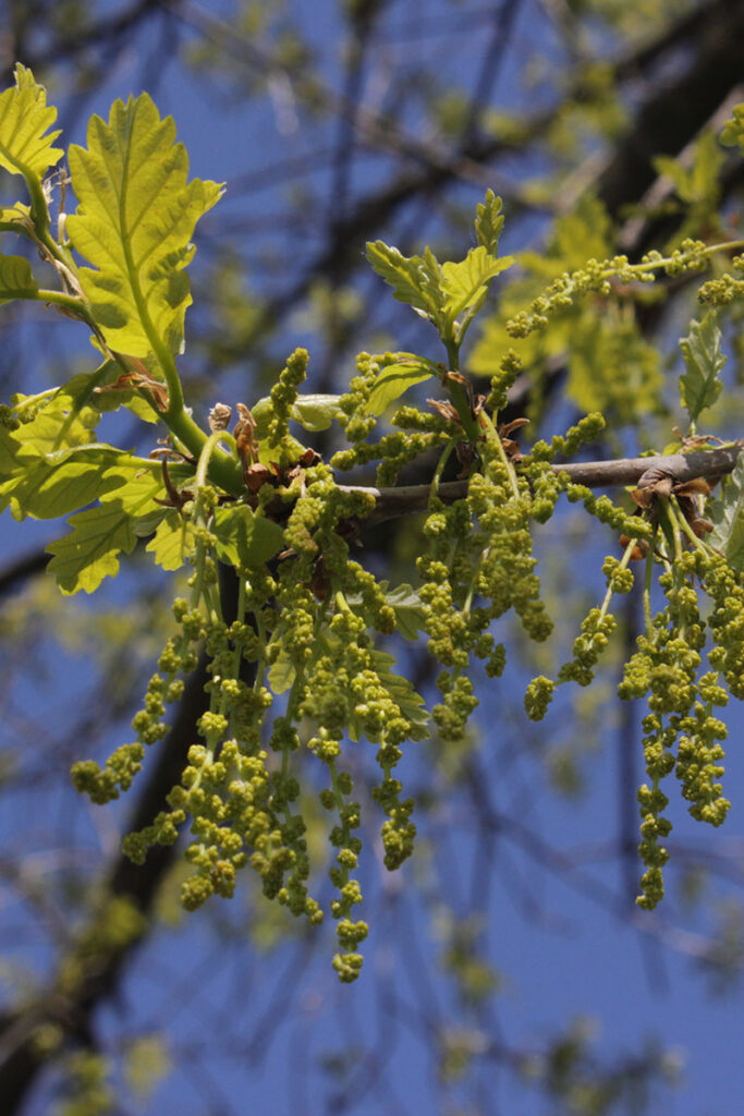 7. Quercus longipes copy2