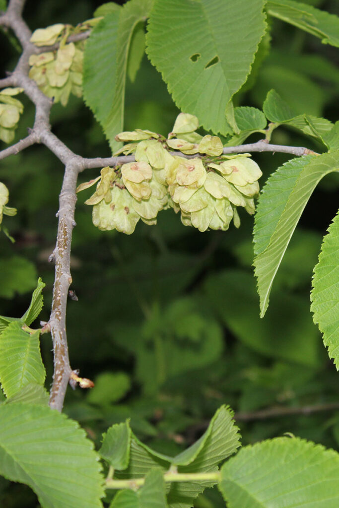 9. Ulmus glabra copy